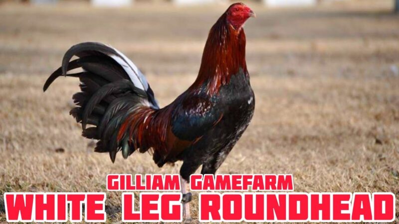 Explore the World of Gary Gilliam Game Farm