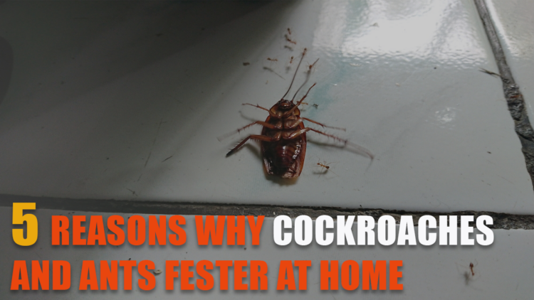 5 Reasons Why Cockroaches and Ants Fester at Home
