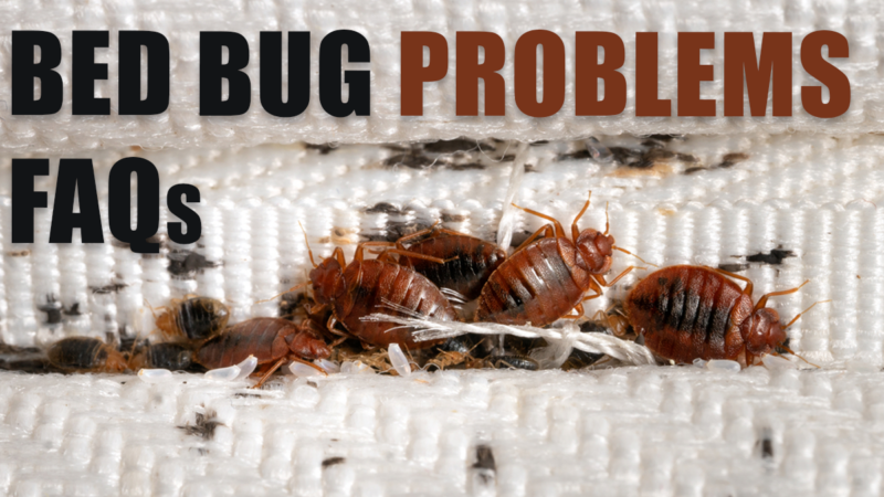 Bed Bug Problems FAQs