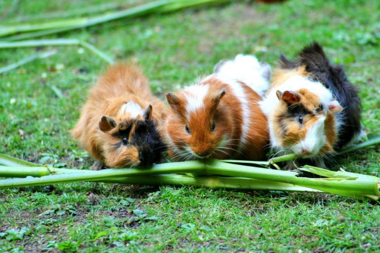 IS IT A GOOD IDEA TO HAVE A GUINEA PIG?