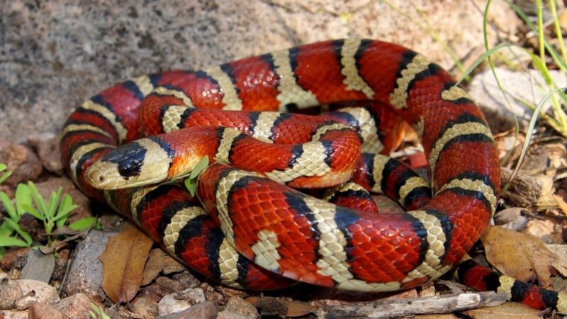 The Difference Between Coral Snake and King Snake