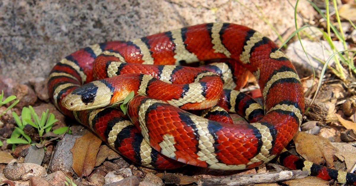 The Difference Between Coral Snake and King Snake