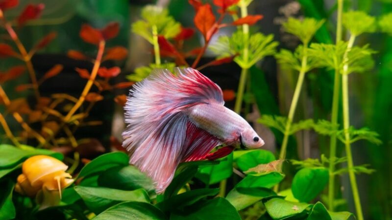 The Beauty of Pink Betta Fish