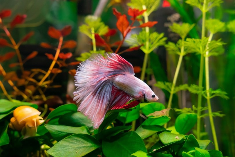 The Beauty of Pink Betta Fish