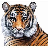 250m 3.5b Tiger Global: A Comprehensive Analysis of a Prominent Investment Firm