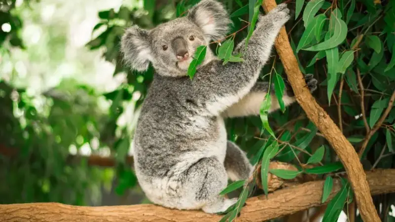 Australian Animals A-Z: Discover the Fascinating Wildlife of the Land Down Under