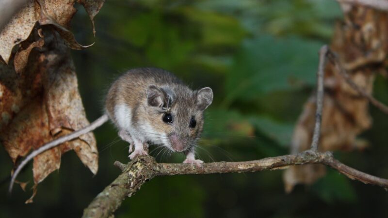 Deer Mice: Why Are They Acting Weird?
