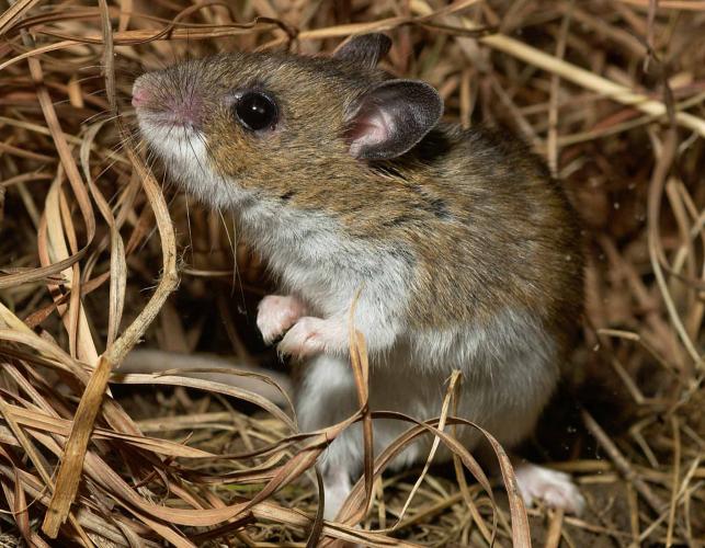 Deer Mouse America: A Fascinating Species