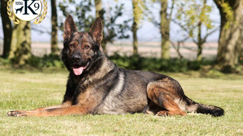 K9 Police Dog Breeds: The Ultimate Crime-Fighting Partners