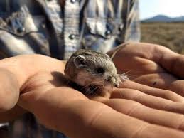 Kangaroo Mouse Idaho: A Fascinating Species of the Gem State