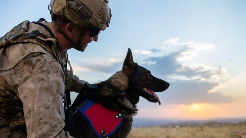 Military Dog Types: A Comprehensive Analysis