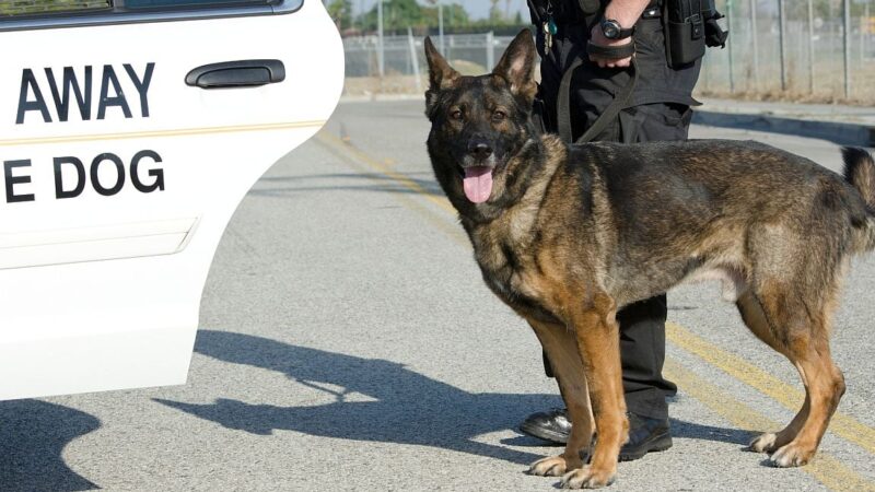 Popular Police Dog Breeds: A Comprehensive Analysis