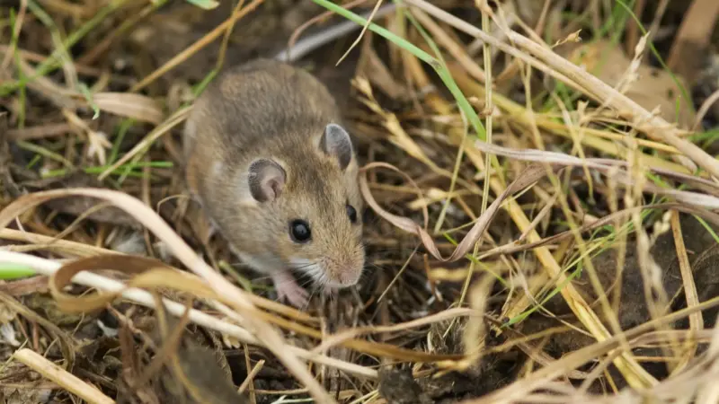 The Range of the Prairie Deer Mouse: A Comprehensive Analysis
