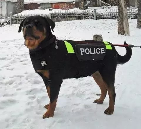 Rottweiler Police Dog UK: A Powerful and Versatile Canine