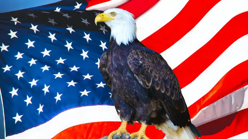USA National Animals: A Patriotic Celebration of Wildlife