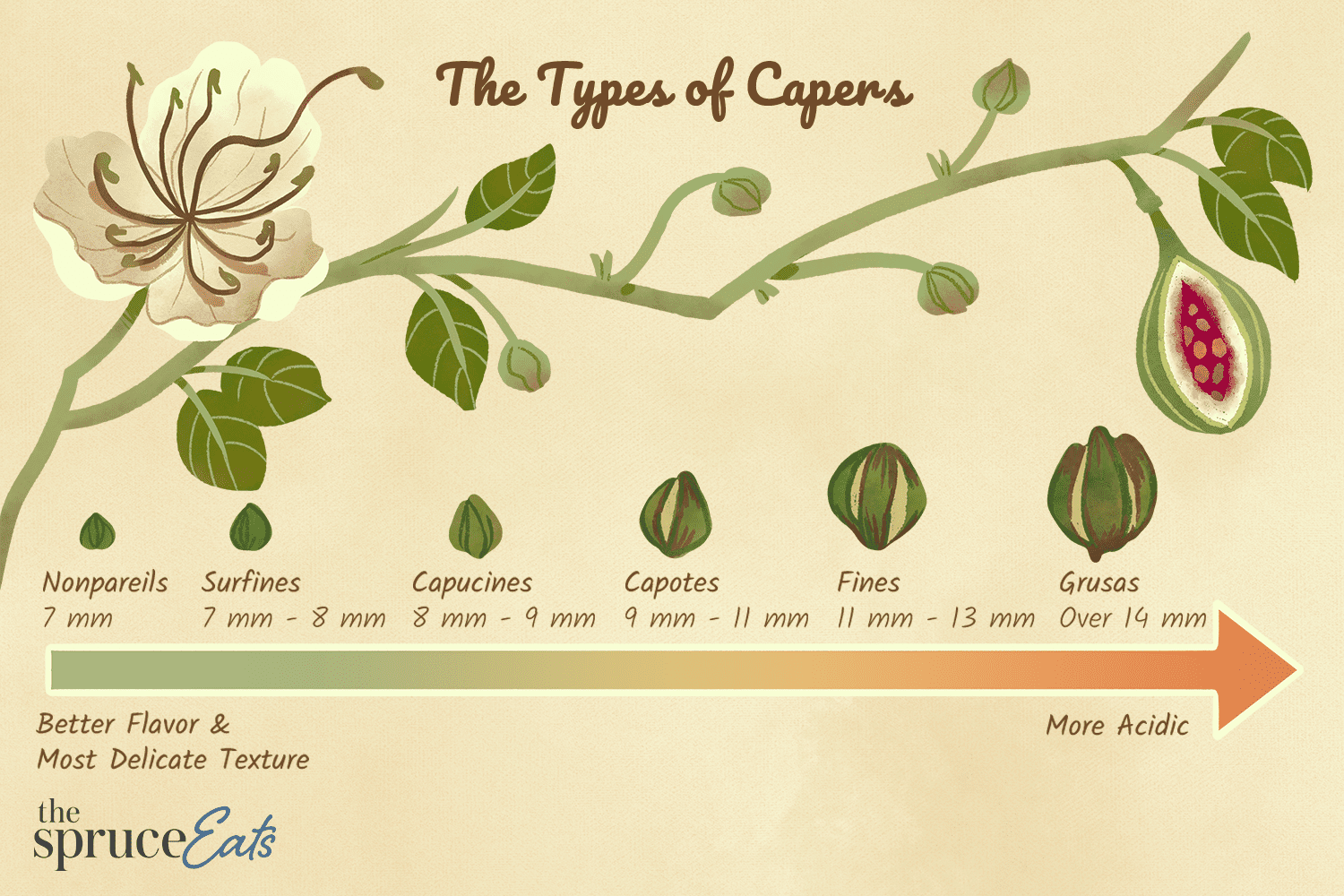What Are Capers?
