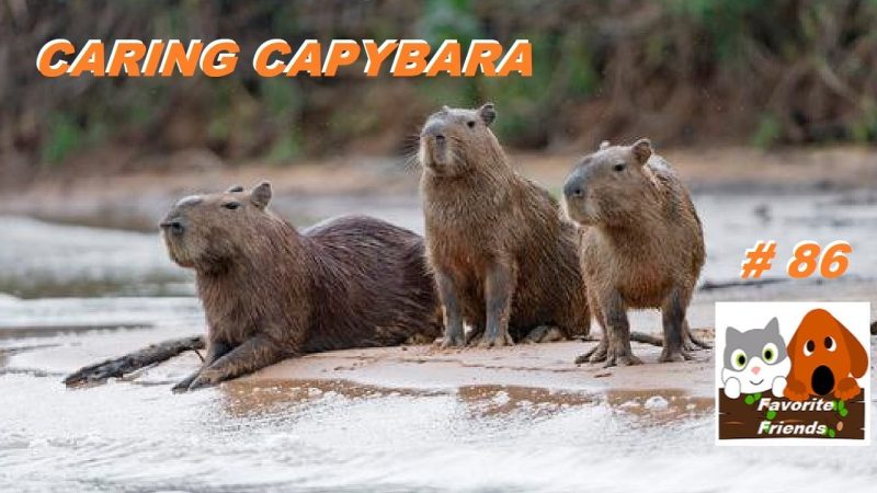 Copybara