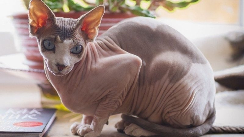 How much is a Sphynx Cat